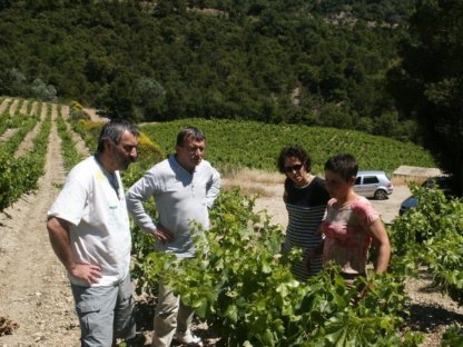 La vigne Fontavin